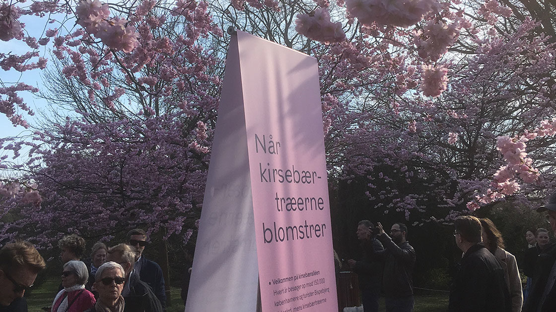 kirsebær blomster dating site